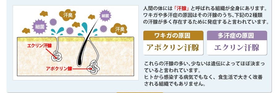 人間の身体には「汗線」と呼ばれる組織が全身にあります。