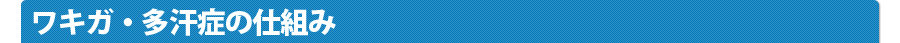ワキガ・多汗症の仕組み